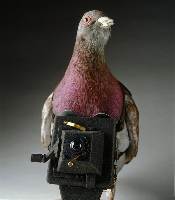 7. Güvercin kamera, 1916–1917.