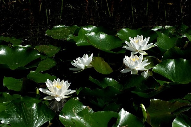 Lotus