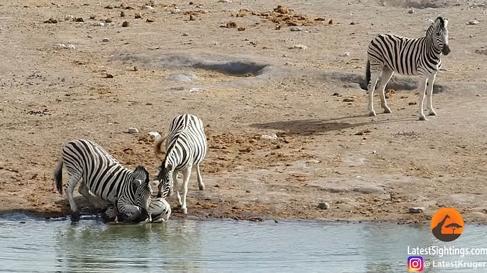 Vahşi Doğa Bildiğiniz Gibi: Yavruyu Öldürmeye Çalışan Zebra
