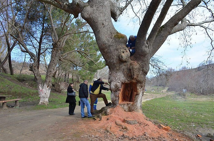 Tahrip Edici Bir 'Hayal Gücü': 300 Yaşındaki Çınarın 'İçinde Altın Olabilir' Diyerek Gövdesini Oydular