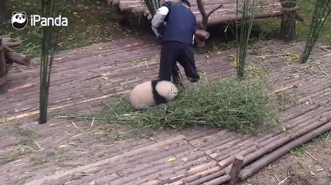 Sevimliliği ile Dadısının Çalışmasına Engel Olmaya Çalışan Panda