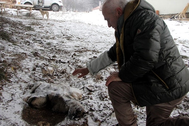 Böyle güzel haberlerin yanında gelen birkaç üzücü haber de var. Havaların aşırı soğuk olması sebebiyle bazı şehirlerden başta yavrular olmak üzere donmuş köpek haberleri medyaya yansıyor.
