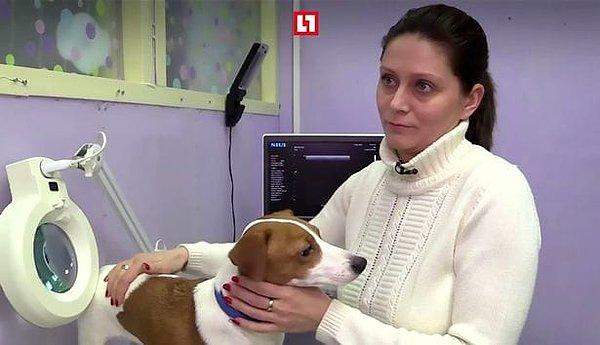Rusya'da bir aile olabilecek en sorumsuz isteklerini gerçekleştirebilmek üzere Jack Russell cinsi köpeklerini estetik operasyona soktu.