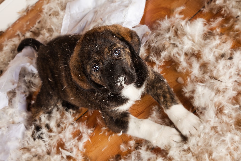 Kedi ve Köpek Sahiplenenlerin Üstüne Patilerini Basacağı 12 Tüylü Durum