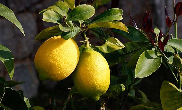 1. Limon: Rumca