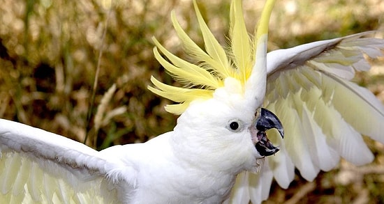 Видео всколыхнувшее общественность: попугай, который умеет лаять