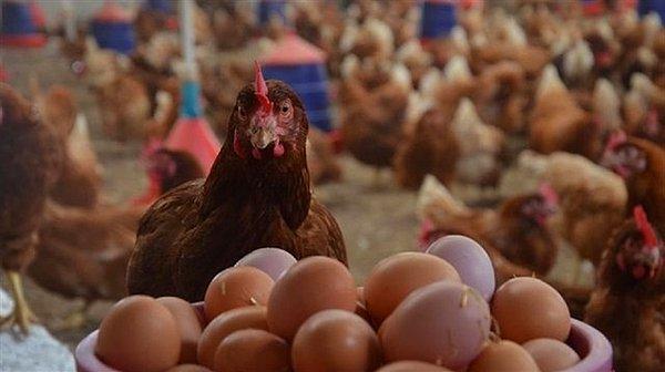 Yumurta fiyatındaki artış bu ay devam etti.