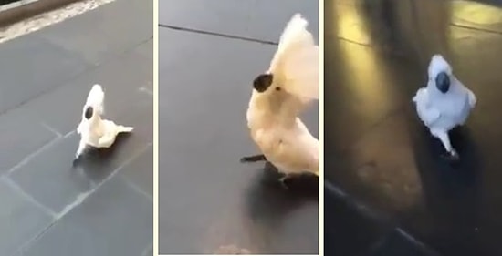 İçine Köpek Kaçmış Gibi Havlayan Kakadu Papağanı