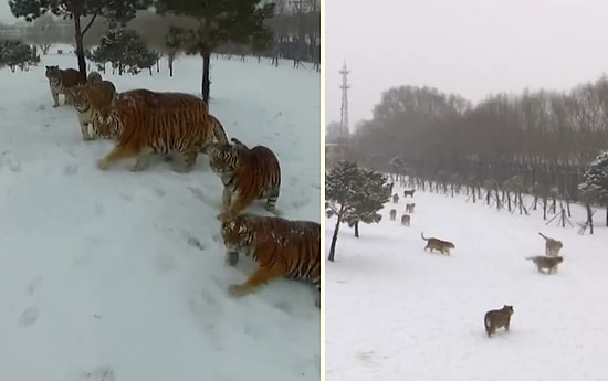 Bu Büyük Kediler İçin Drone Sadece Bir Oyuncak!
