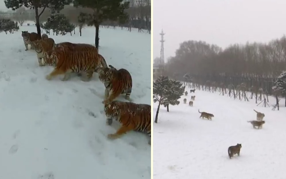 Bu Büyük Kediler İçin Drone Sadece Bir Oyuncak!