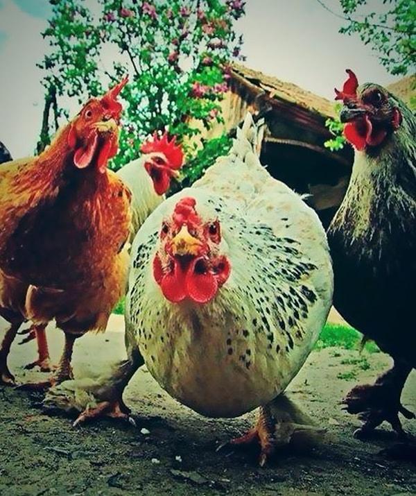 13. Atarlı rockçı tavuklar.