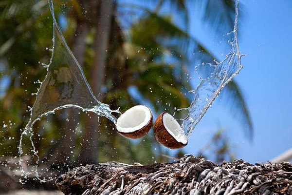 3. От падения кокосовых орехов ежегодно погибает около 150 человек