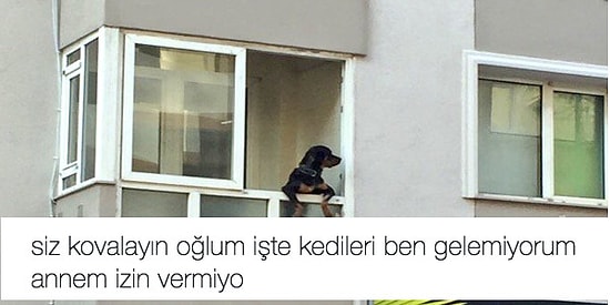En Akıllı ve Samimi Dostlarımız Köpekleri Mizahına Alet Eden 15 Mizahşör