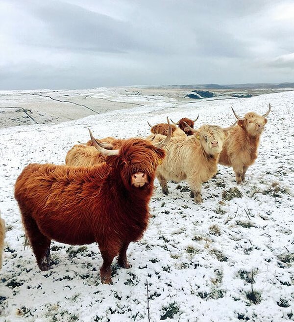 15. Эти коровы выглядят так, будто они выпустили самый горячий инди-рок альбом года