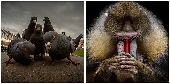 15 фото животных, которые смело могли бы украсить обложку своих музыкальных альбомов!