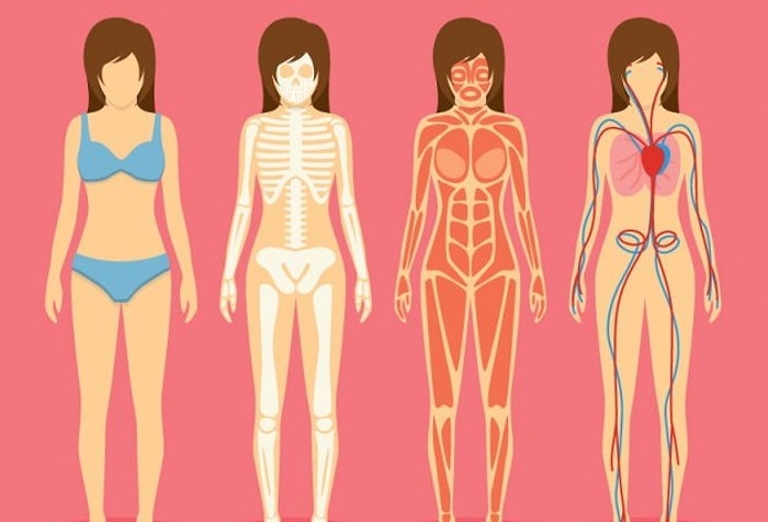 Bu Basit Anatomi Testinde 10/10 Yapabilecek misin?