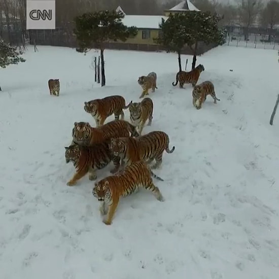 Когда решил сфотографировать тигров на дрон, но что-то пошло не так 🙈