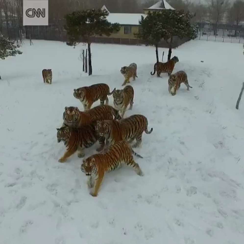 Когда решил сфотографировать тигров на дрон, но что-то пошло не так 🙈