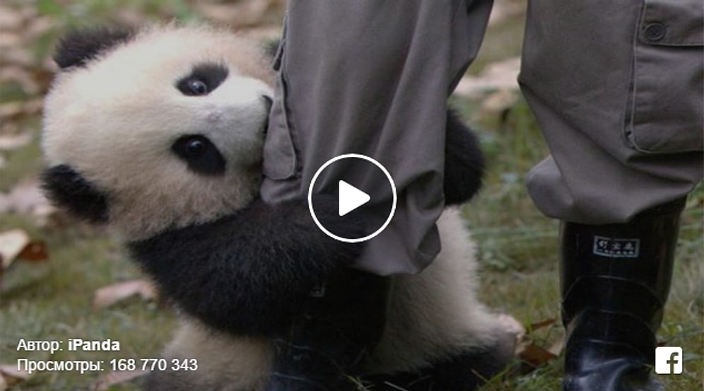 Эта панда кого хочешь достанет 😂