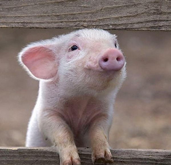 4. Орландо Блум боится свиней