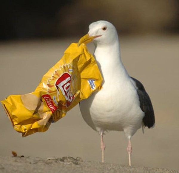 13. Адель боится чаек