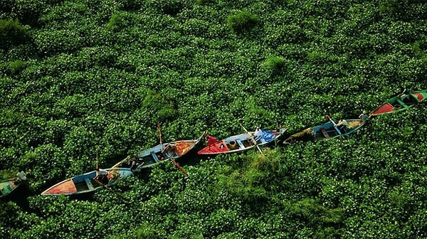 5. Что? Люди плывут по лугу? Они что совсем "ку-ку"?