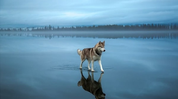 12. Хаски гуляет по воде?! Что?!