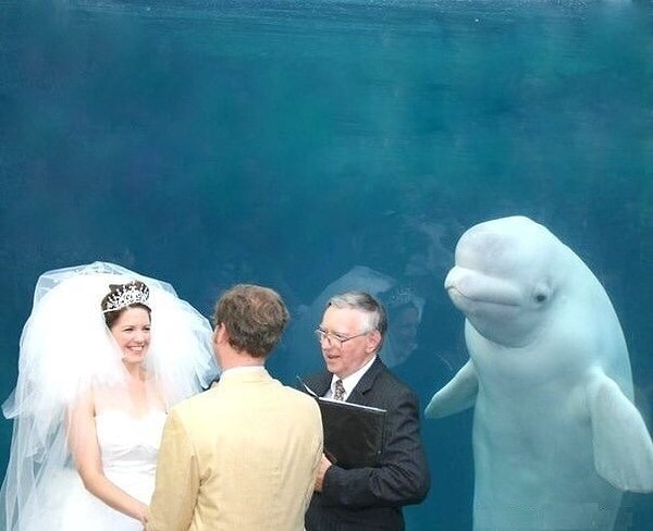 13. Забавно. Кажется, что кит решил самолично обвенчать пару