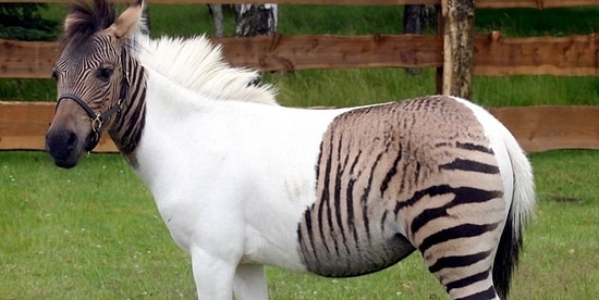 17 странных фото, которыми невозможно не поделиться