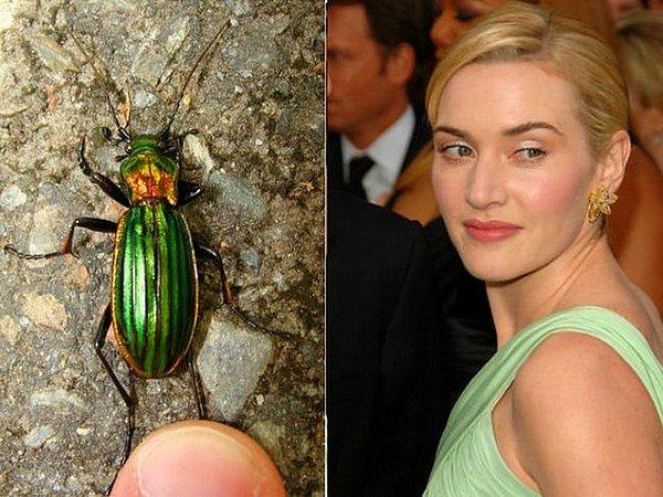 1. İsmini Kate Winslet'ten alan bir bok böceği cinsi: Agra katewinsletae!