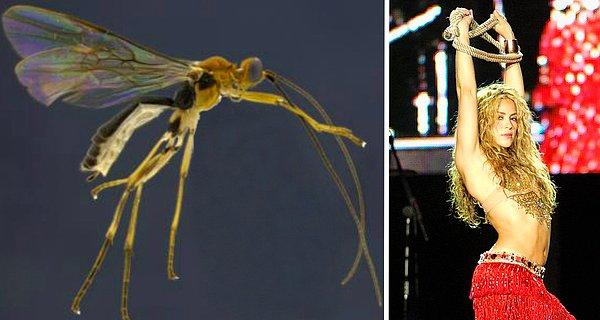 7. Lady Gaga'nın yaban arısı ile aynı aileden geliyor: Aleiodes shakirae