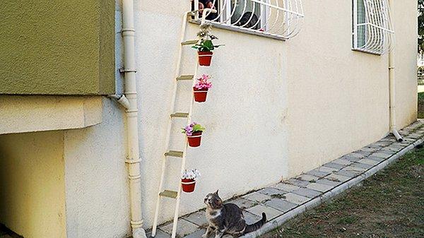 Şebnem İlhan (diğer adıyla mükemmel insan) merdiveni kedilerin rahatça evine girip çıkabilmesi için hazırlamış.