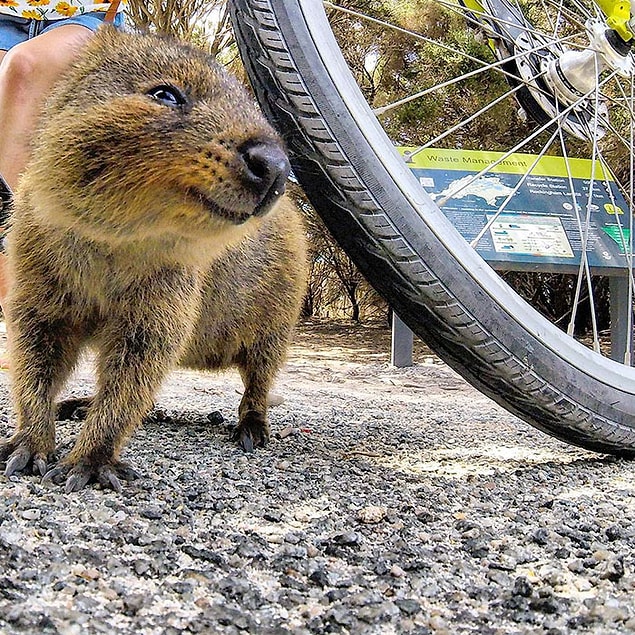 Quokka'nın Jones'a bu kadar ısınmasını sağlayan şeyin yakışıklı tipi olduğunu düşünüyor Jones.