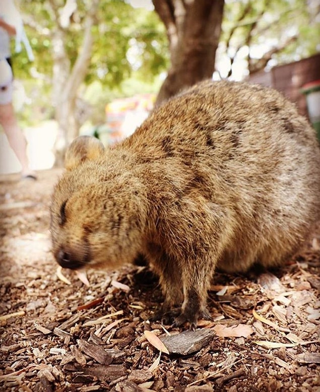 Rottnest, Avustralya'da bulunan böyle minnoş Quokka'larla karşılaşabileceğiniz minnoş bir yer.
