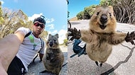 Minnoş Bir Dostluk! Bir Adamın Bisiklet Sürerken Karşılaştığı ve Peşini Bırakmayan Quokka