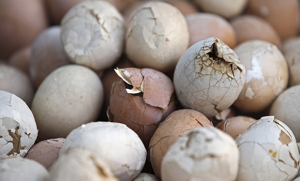 13. И снова Китай. В одной из провинций этой страны традиционным блюдом считается тунцзыдань — куриные яйца, отваренные в моче мальчиков, не достигших 10-летнего возраста. Яйца варят целый день, при этом надламывая скорлупу, чтобы моча проникала внутрь яйца