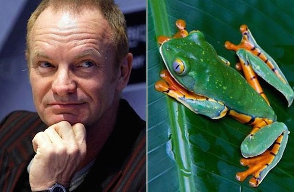 9. Жаба Hyla stingi и Стинг