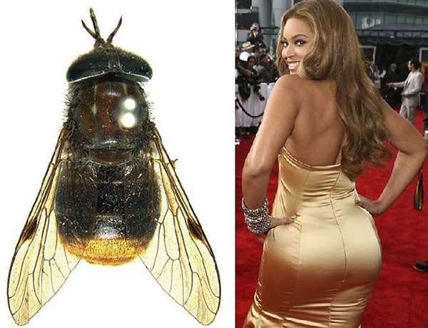 10. Овод Scaptia beyonceae и Бейонсе