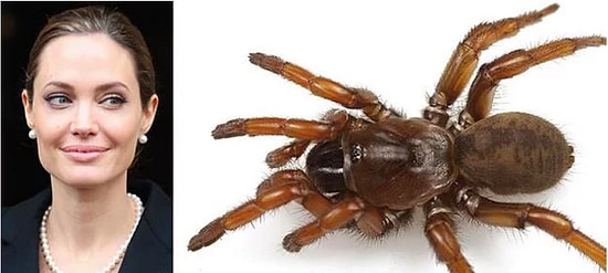 10 насекомых и животных, названных в честь знаменитостей 😱