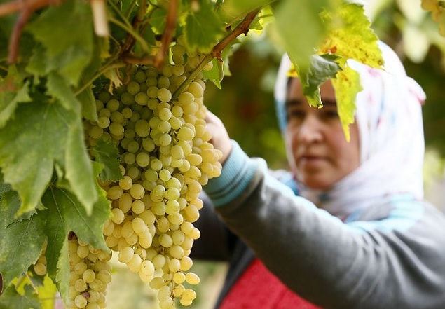 4. Sultaniye Üzümü