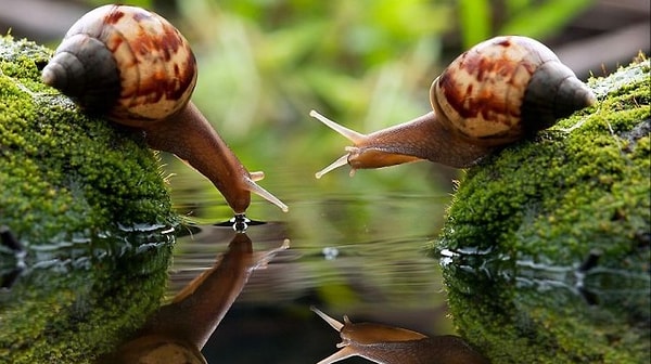 Да, да! Экстракт улитки.