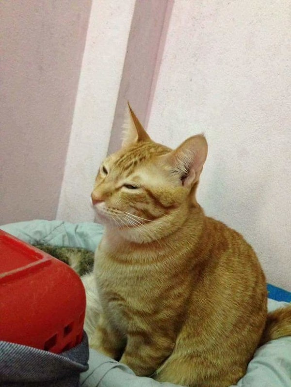 1. Молодая женщина Туи Дуонг Панда, живущая во Вьетнаме, поделилась фотографиями, на которых ее кот Yello помогает своей избраннице при родах.