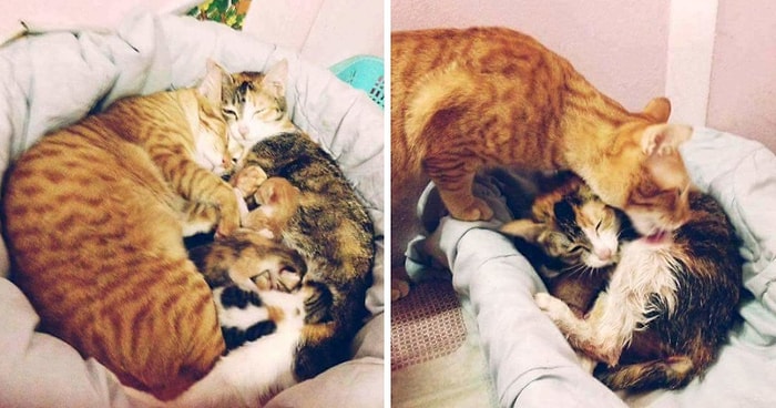 Кот, который не оставлял свою рожающую спутницу ни на минуту
