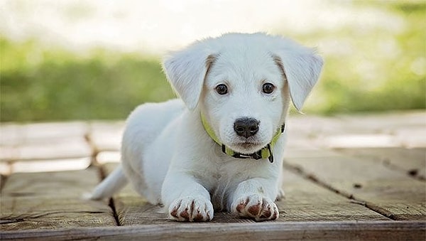 1. Собаки видят все в черно-белом цвете