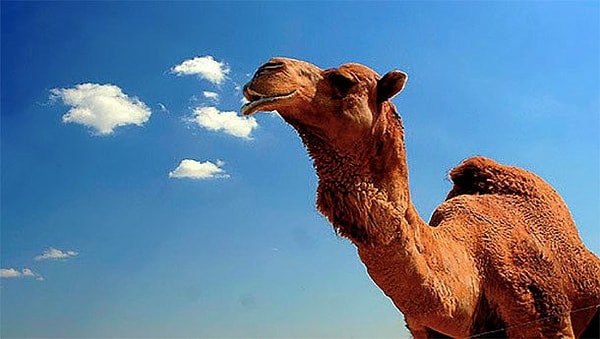 2. Верблюды хранят воду в горбах