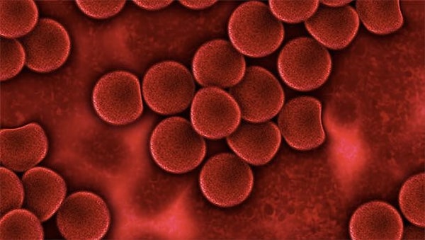 11. Группа крови определяет личность