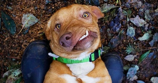 Doğuştan Yamuk Çenesi Yüzünden Barınağa Terk Edilen Picasso'nun Mutlu Sonlu Hikayesi