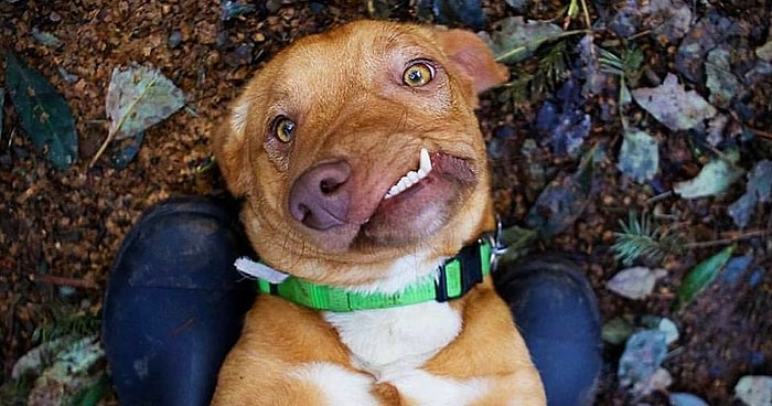 Doğuştan Yamuk Çenesi Yüzünden Barınağa Terk Edilen Picasso'nun Mutlu Sonlu Hikayesi