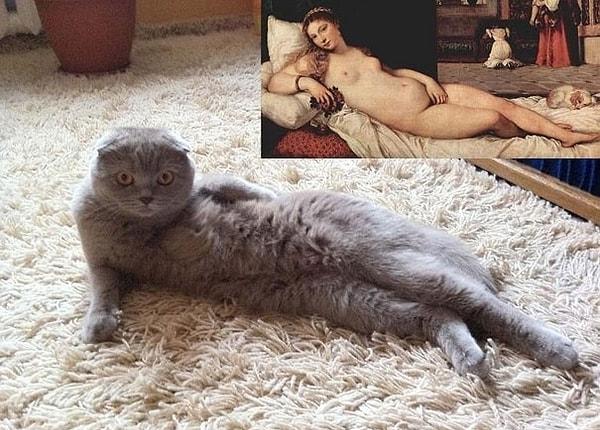 8. Model olmak için çabalayan kedi