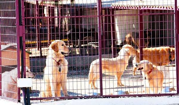 Bodrum Belediyesi zabıta ekipleri ve Bodrum Belediyesi Sokak Hayvanları Geçici Bakım Merkezi yetkilileri, köpekleri Schwarz'ın villasından alarak barınağa getirdi.